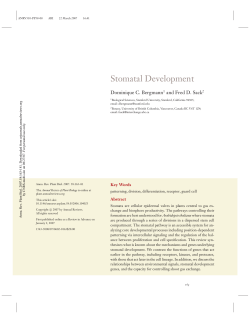 Stomatal Development