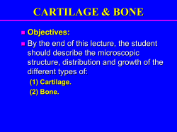 Cartilage