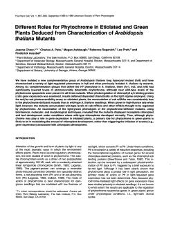 Different Roles for Phytochrome in Etiolated and Green Plants