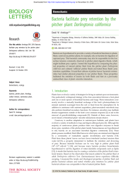 Bacteria facilitate prey retention by the pitcher plant