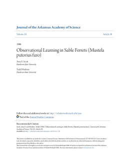 Observational Learning in Sable Ferrets (Mustela putorius furo)