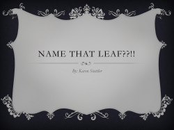 Name That Leaf??!!