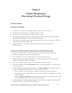 chapter 9 cellular respiration: harvesting chemical