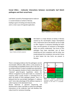 molecular interactions between necrotrophic leaf blotch
