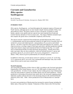 Currants and Gooseberries Ribes species Saxifragaceae