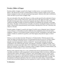 Powdery Mildew of Pepper