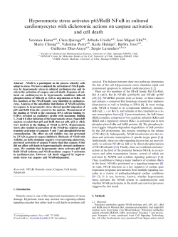 Hyperosmotic stress activates p65/RelB NFjB in cultured
