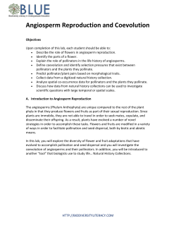 What did you observe for distribution of Agave