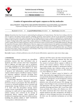 A matter of regeneration and repair: caspases as the key molecules