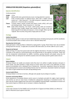 HIMALAYAN BALSAM FACT SHEETx - GB non