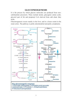 2. Glucogenic amino acids