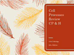 Cell Processes Review