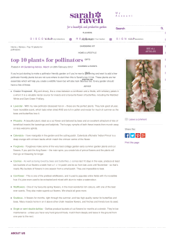 Top 10 plants for pollinators