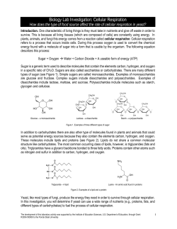 Lab Investigation #1: What factors influence