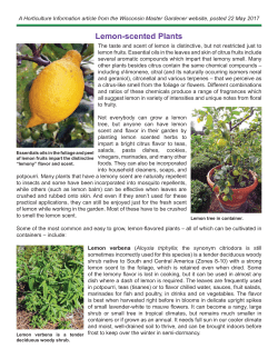 Lemon-scented Plants
