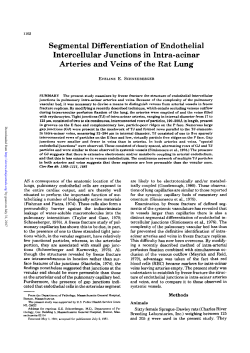 Segmental Differentiation of Endothelial Intercellular Junctions in
