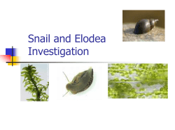 Snail and Elodea Lab