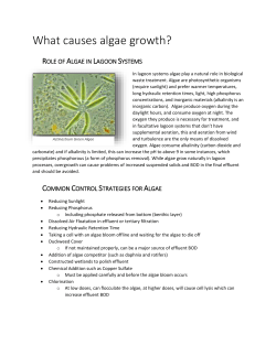 Role of Algae in Lagoon Systems