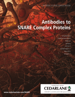 Antibodies to SNARE Complex Proteins