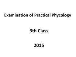 Algal examination