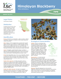 Himalayan Blackberry - Invasive Species Council of BC
