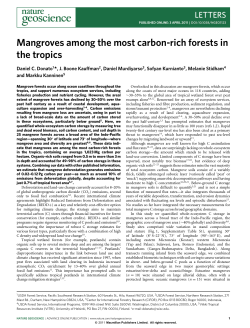 Mangroves among the most carbon