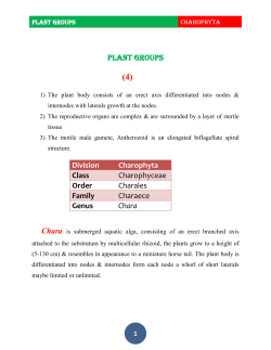 PLANT GROUPS Division Charophyta Class Charophyceae Order