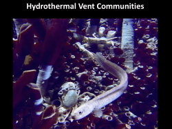 Life in the Deep Sea