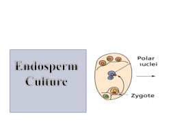 Endosperm Culture - GCG-42