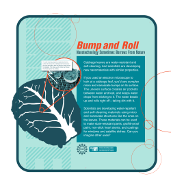 Cabbage leaves are water-resistant and self