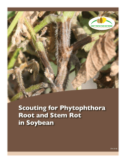 Scouting for Phytophthora Root and Stem Rot in Soybean