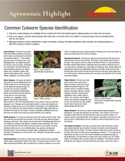 Common Cutworm Species Identification