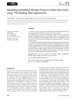 Modelling postsilking nitrogen fluxes in maize (Zea mays) using 15N