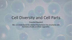 Cell Diversity