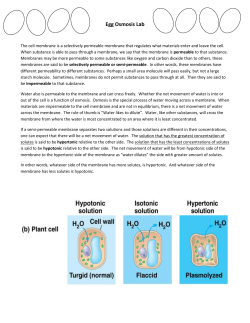 Egg Osmosis Lab