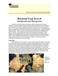 Bacterial Leaf Scorch - Bartlett Tree Experts