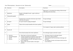 Leaf and Photosythesis