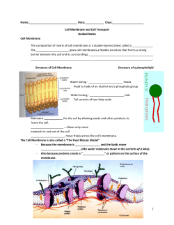 Name: Date:______ Class: Cell Membrane and Cell Transport