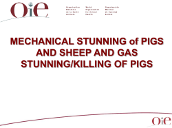 9. Mechanical stunning of pigs and sheep and gas stunning/killing of