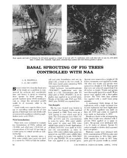 basal sprouting of fig trees controlled with naa