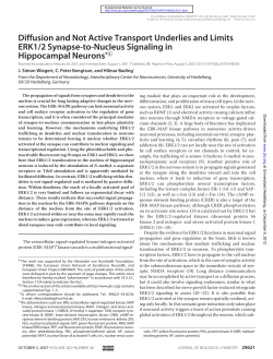 Diffusion and Not Active Transport Underlies and