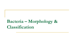 Bacteria - Yengage