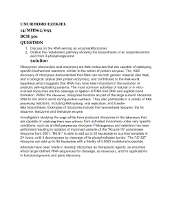 the application of ribozyme (rna)