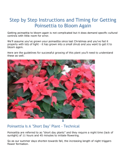 Step by Step Instructions and Timing for Getting Poinsettia to Bloom
