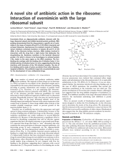A novel site of antibiotic action in the ribosome: Interaction of