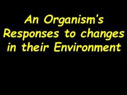 EXTERNAL STIMULUS RESPONSE Bright sunlight
