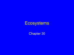 PowerPoint Presentation - Plants and Pollinators