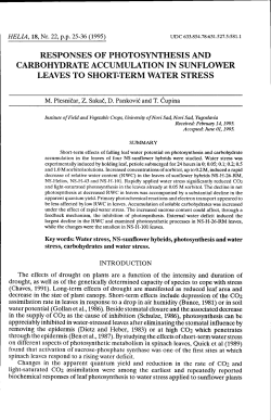 carbohydrate accumulation in sunflower leaves to short:term water