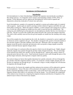 Gel electrophoresis lab