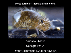 101Springtail